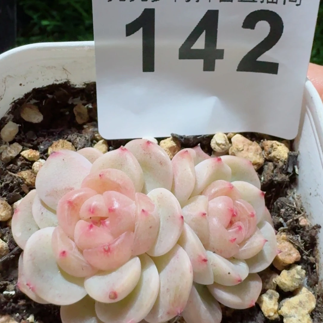 甜心         精品多肉