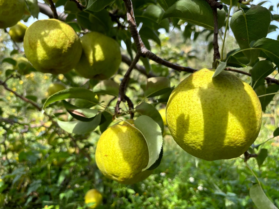 云南平川蜂糖梨鲜甜多汁批发现摘梨子现发