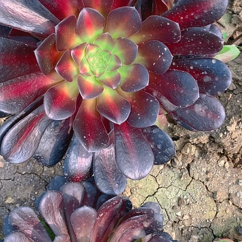 碧**荷551花纳多肉植物