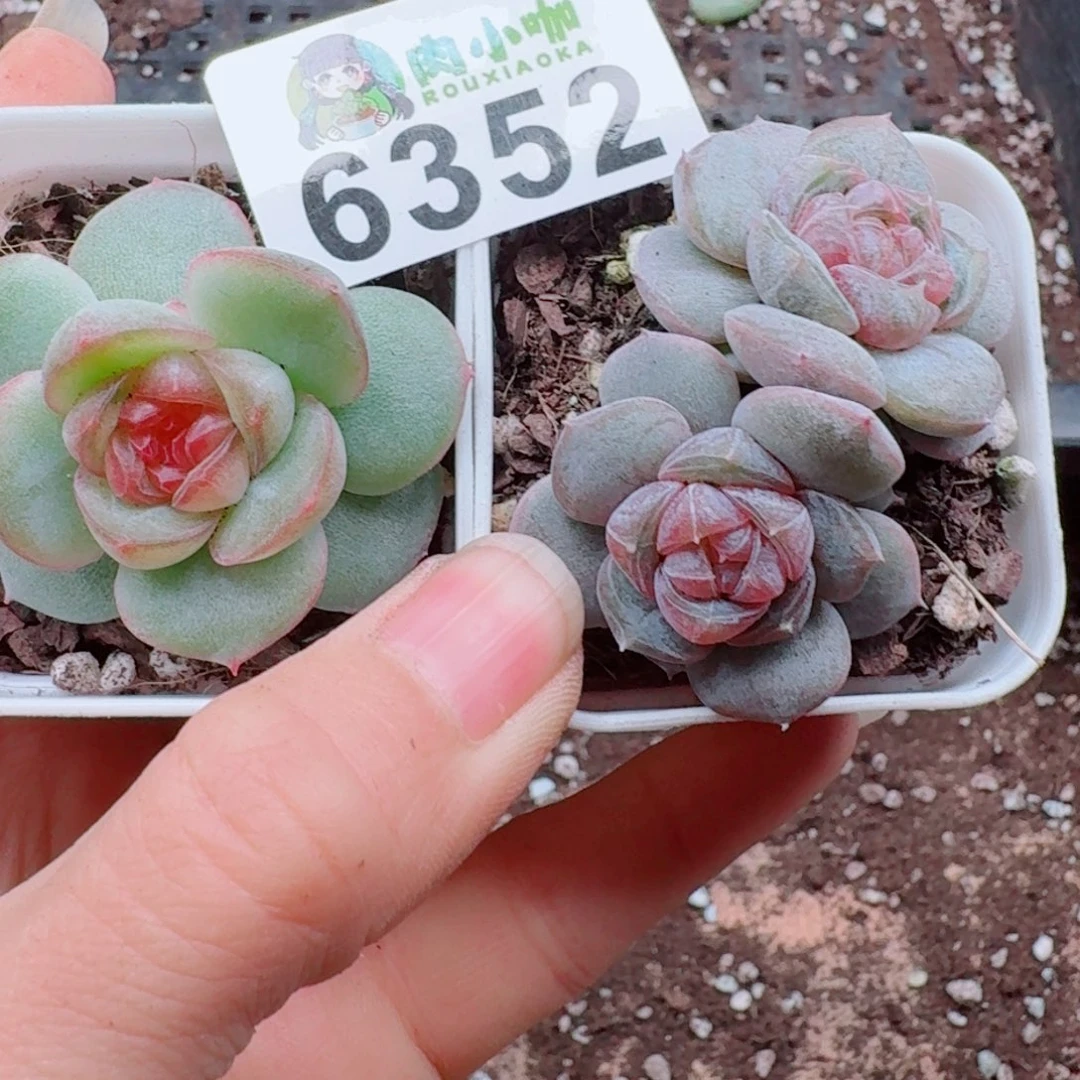 丁***霞多肉植物多肉植物