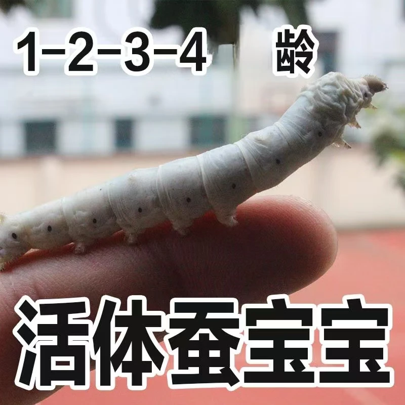 蚕宝宝学生养蚕活蚕桑叶新鲜蚕卵大蚕1234龄天然彩色丝蚕