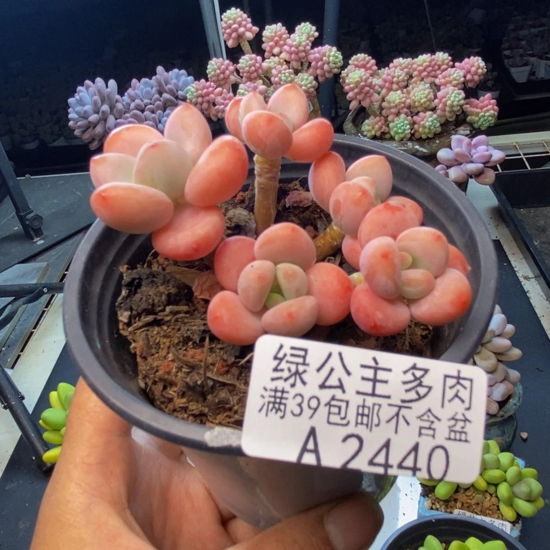 440橘子香水多肉7c m
