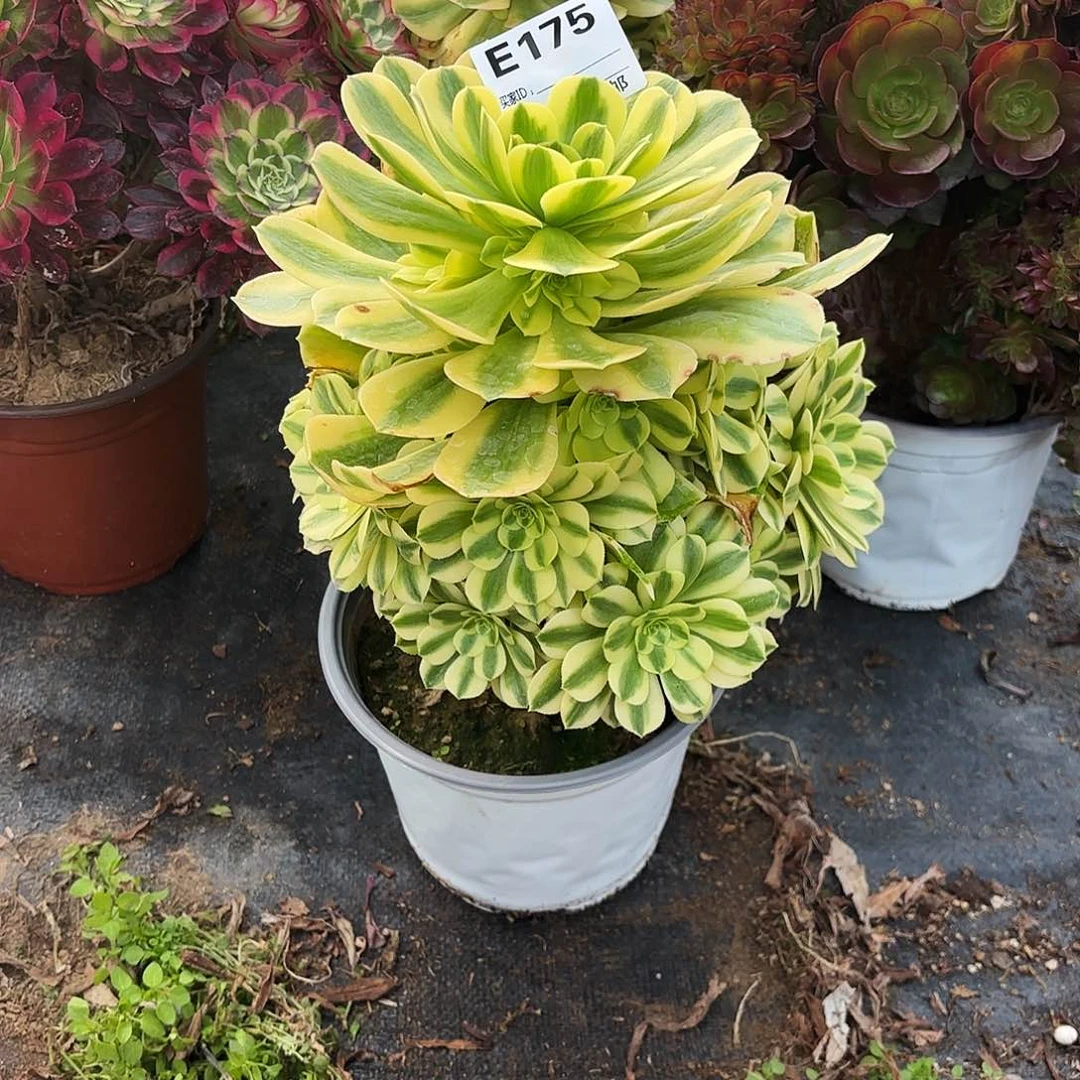 175金丝粉肉植物