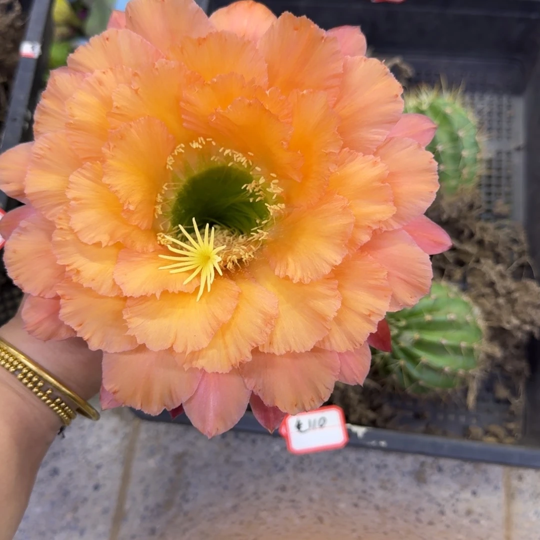 350毛花柱橙粉佳人根脱土发货7公分左右斑