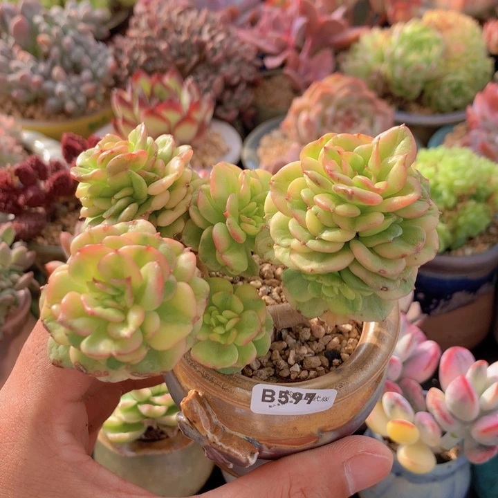 一物一拍含盆土满38包邮B597