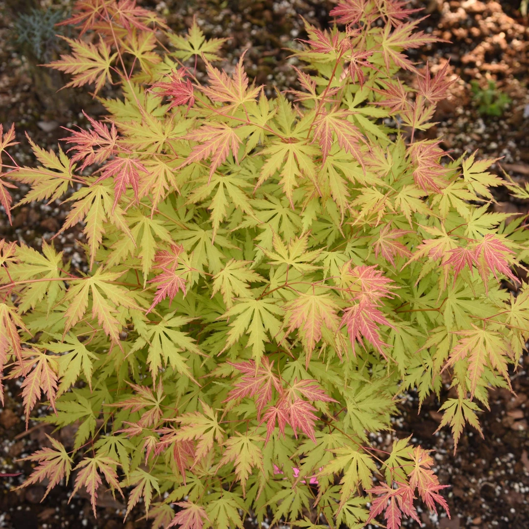 【橙色蕾丝】枫享家枫树庭院阳台植物
