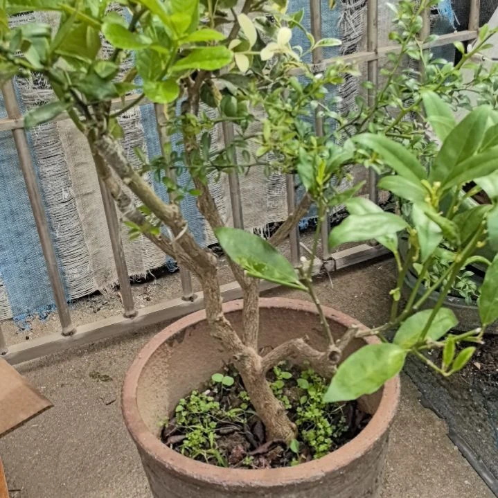 阿****香水三，五个品种包邮