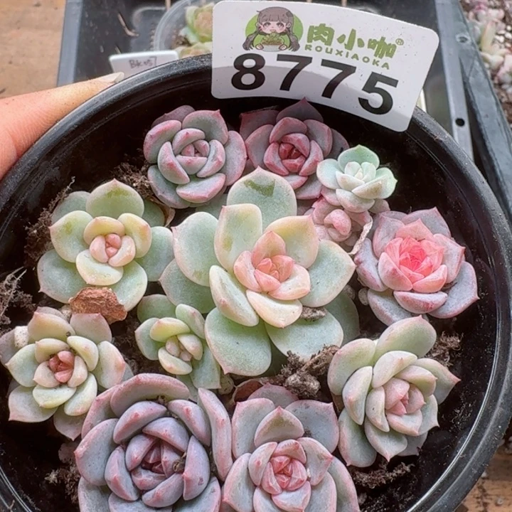 多肉植物多肉植物