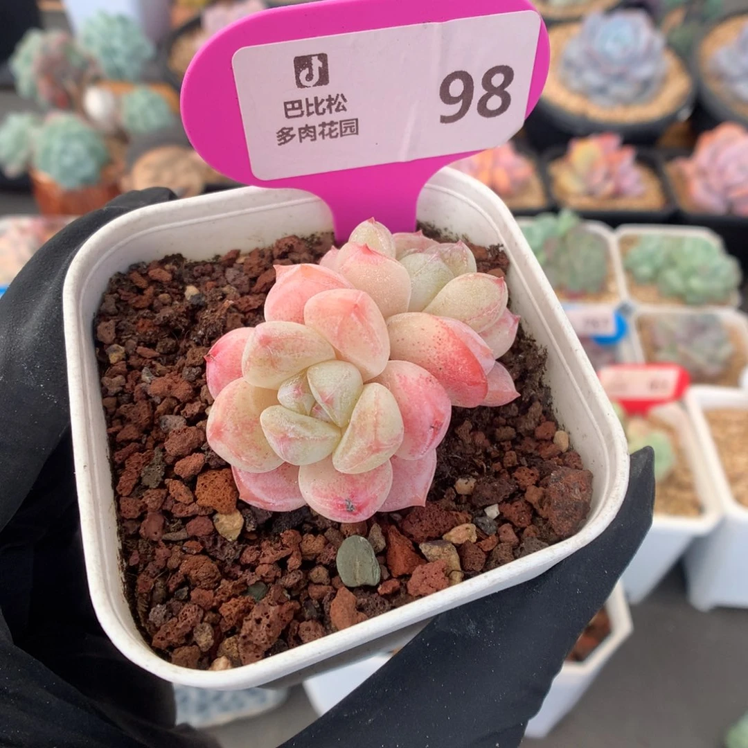 98 玉蝴蝶多肉多肉