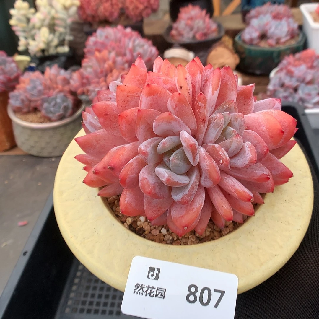 807雪天使多肉植物666