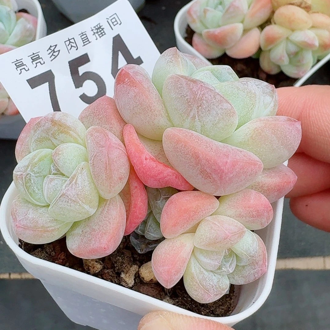 粉糖心冰玉            精美多肉植物