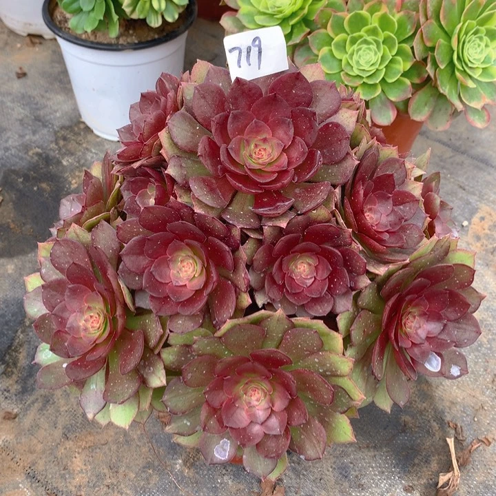 719红魔玫瑰精品法师多肉