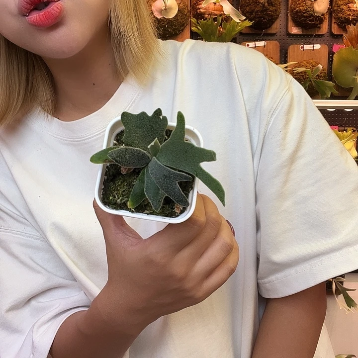 完全开放细菌。