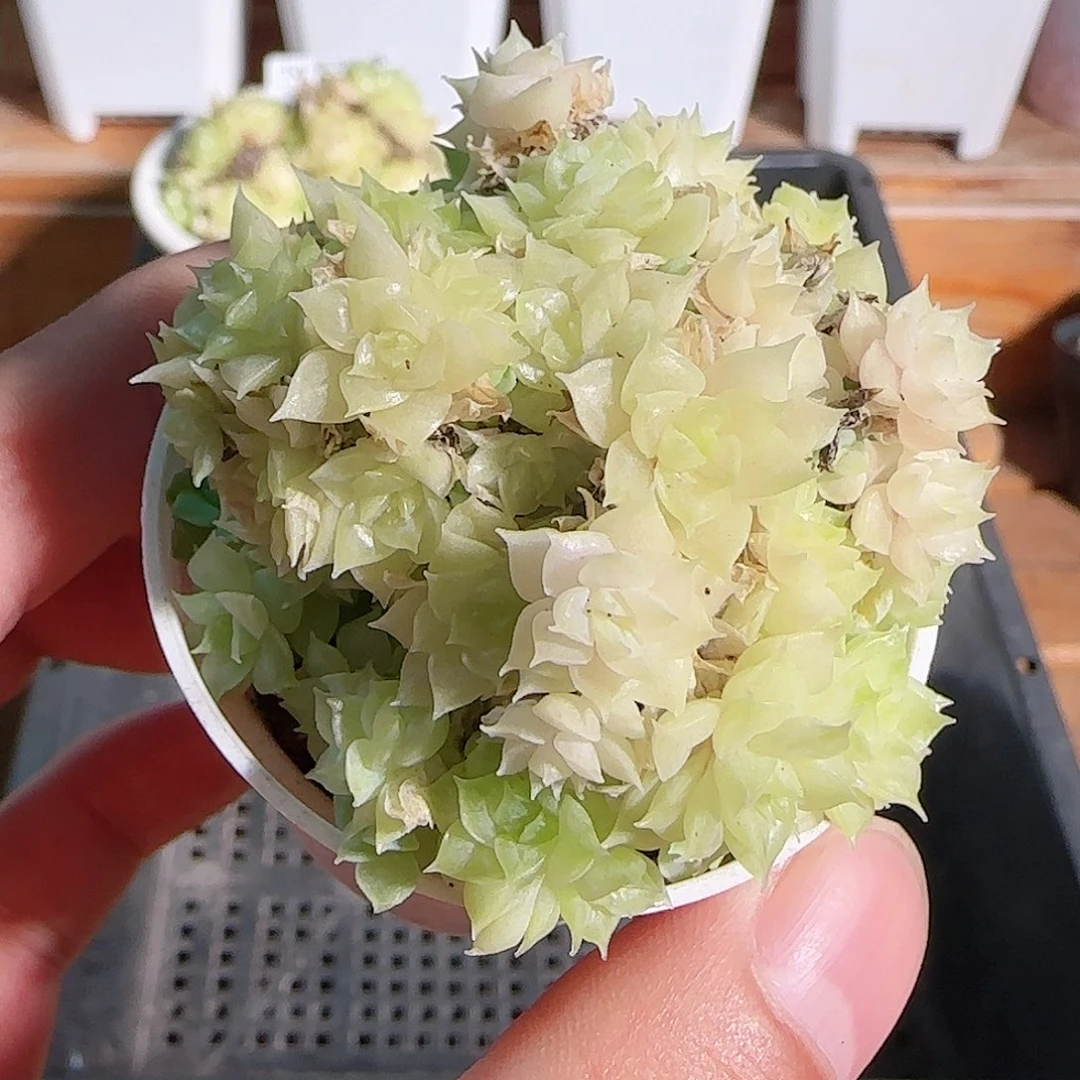 多肉1103--20麦秆群