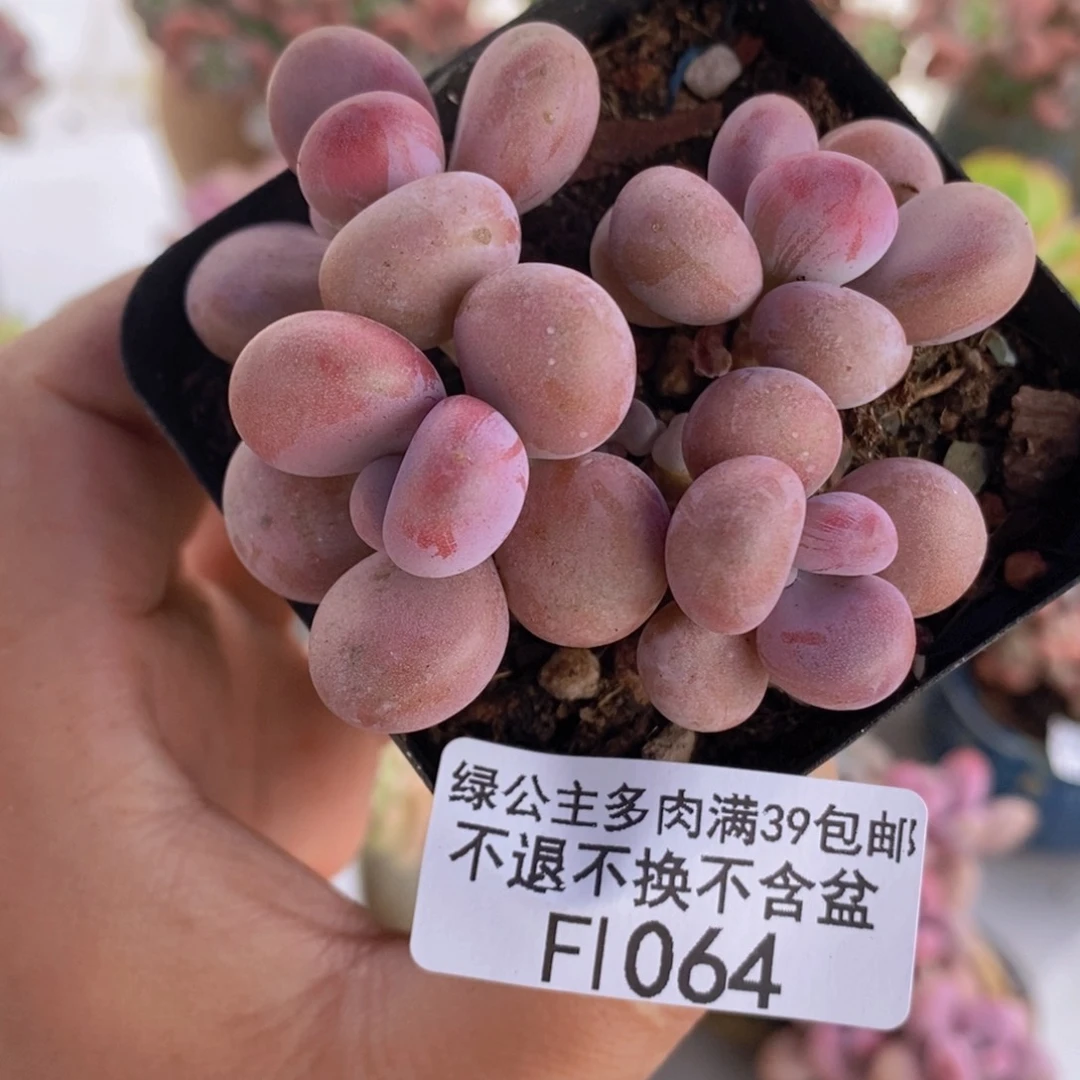 腰子桃蛋6cm1064多肉植物