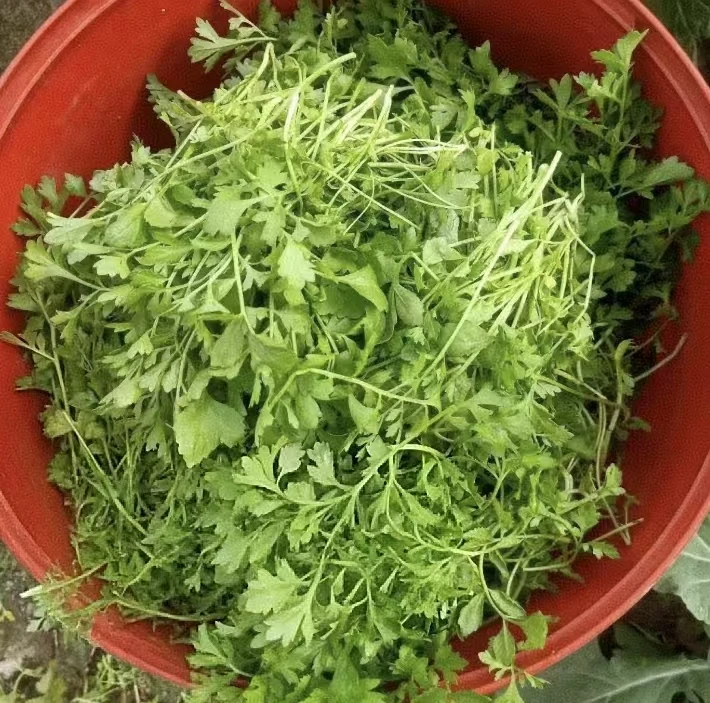 【英菜种子】家庭阳台小院盆栽地栽四季种植