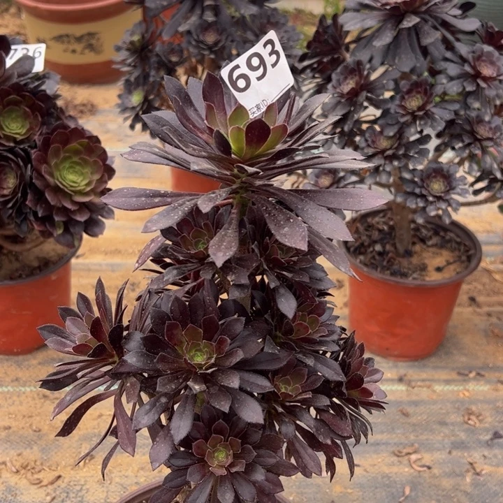 黑法师多肉植物693
