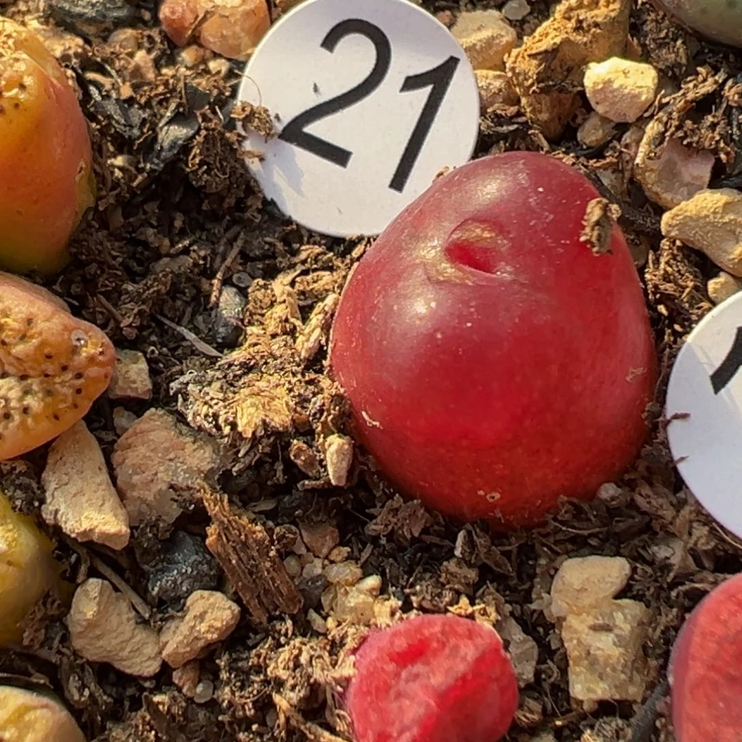 青*多2植物1111111111111111