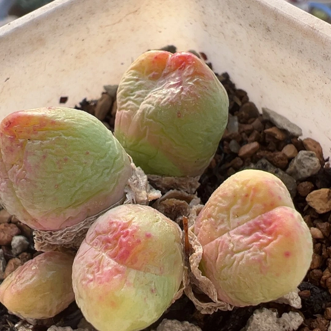 198多肉植物百科植物