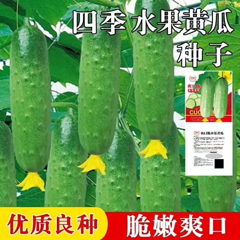黄瓜苗水果黄瓜苗阳台盆栽黄瓜秧苗四季早熟嫁接大小地爬盆栽秧苗