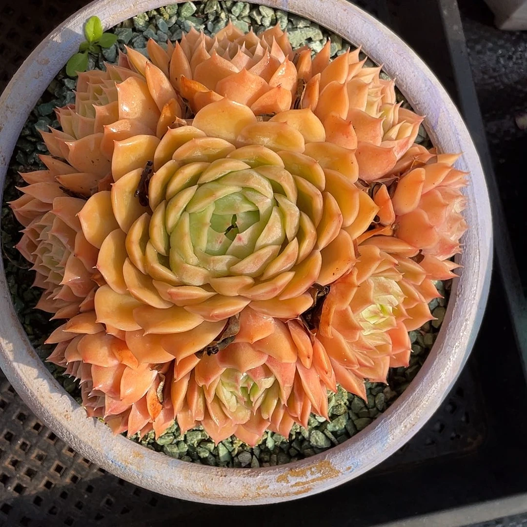 多肉植物一物一拍