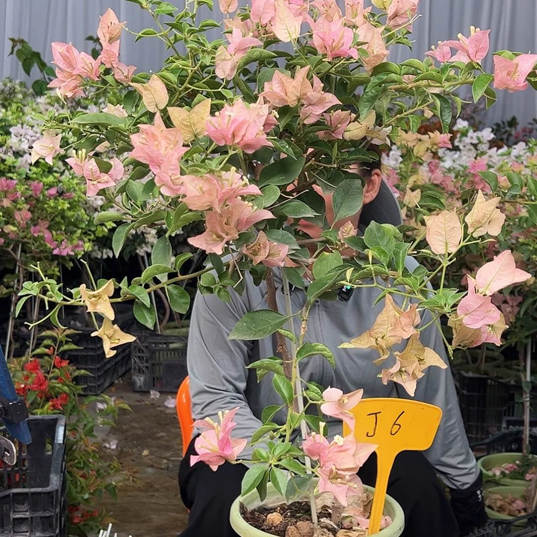 C***Y大部分花苞少量开放J6卡雅塔