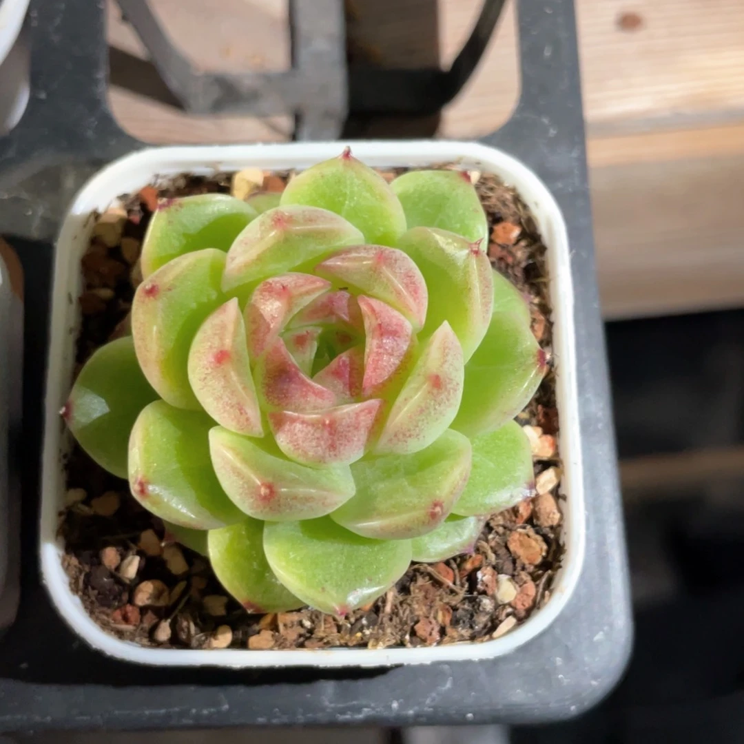 樱**?优选麦杆福利941