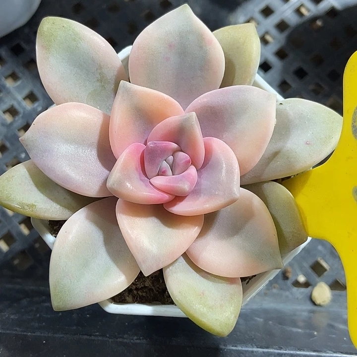 多肉植物紫乐锦626