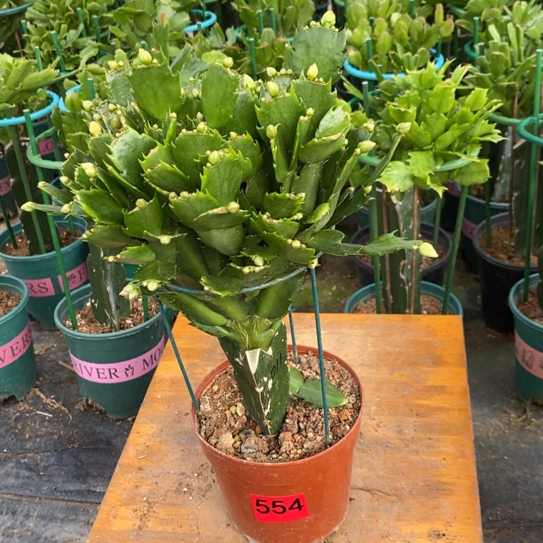 三***哥完全开放554嫁接011