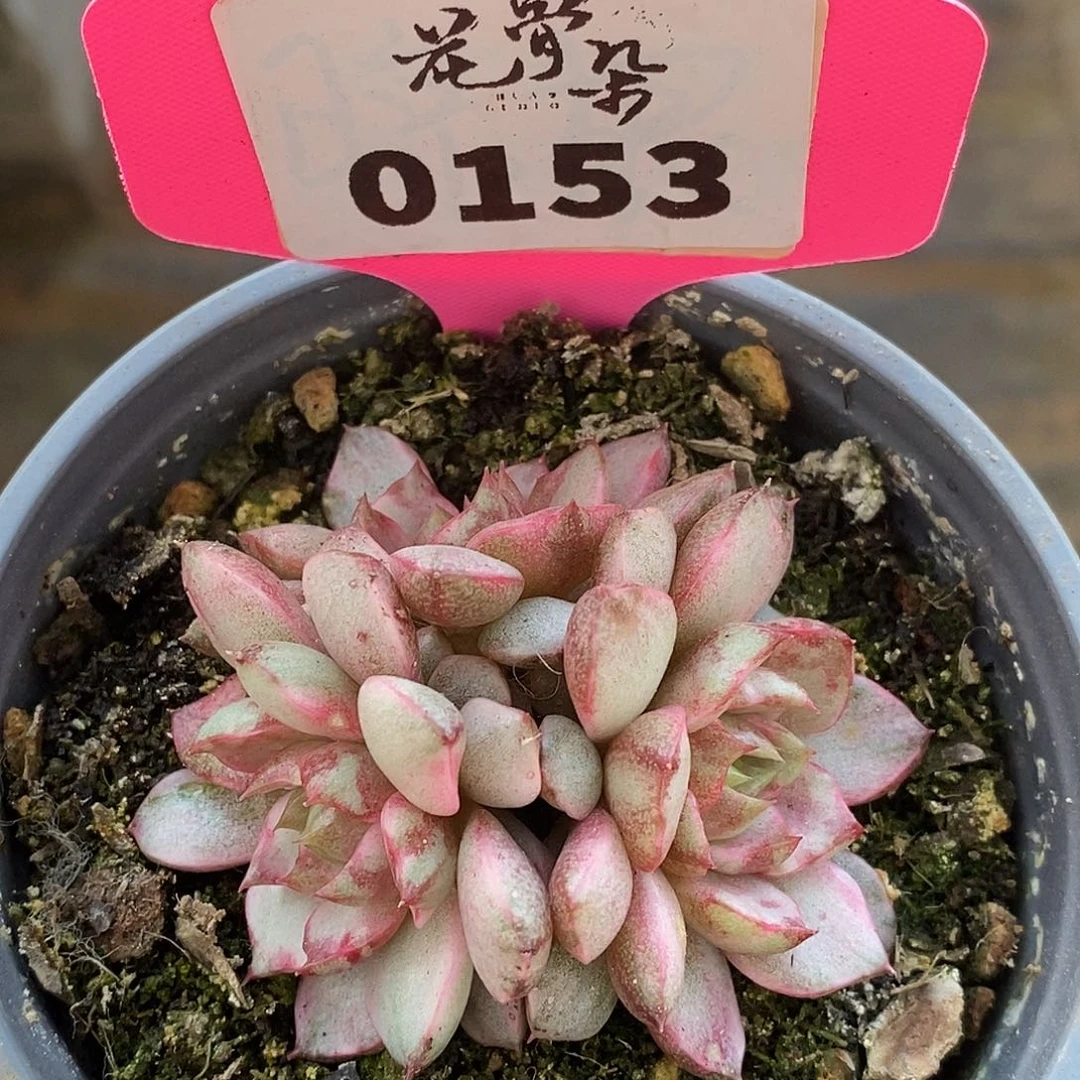 153三头血燕哈哈哈哈哈