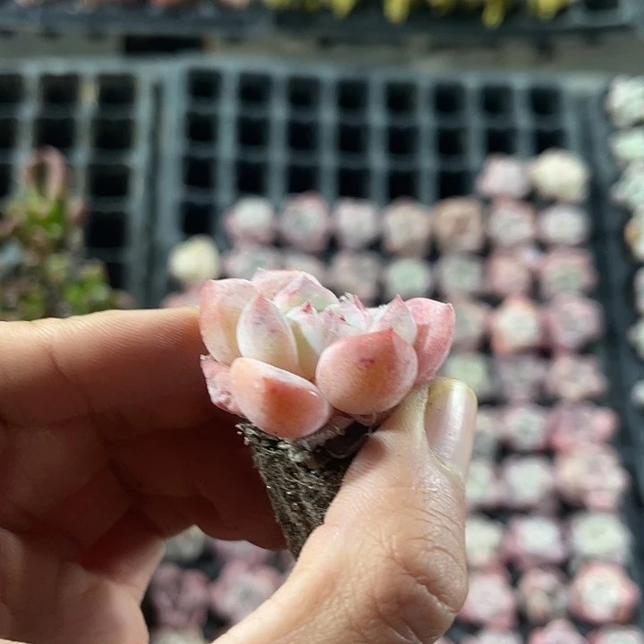 精品草莓啵啵满9.9包邮