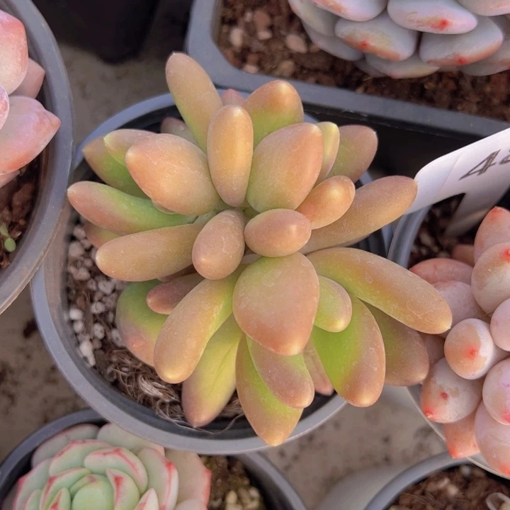 健健康康平平安安