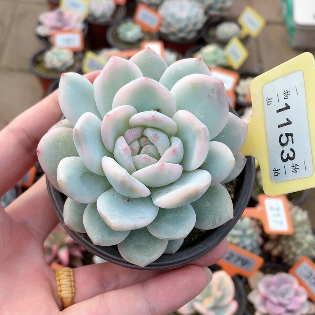 【闪购商品】1153号