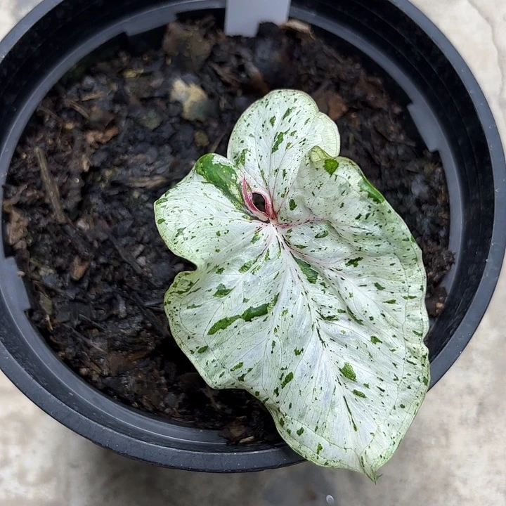 多***乖302-0605薄荷糖广东现货