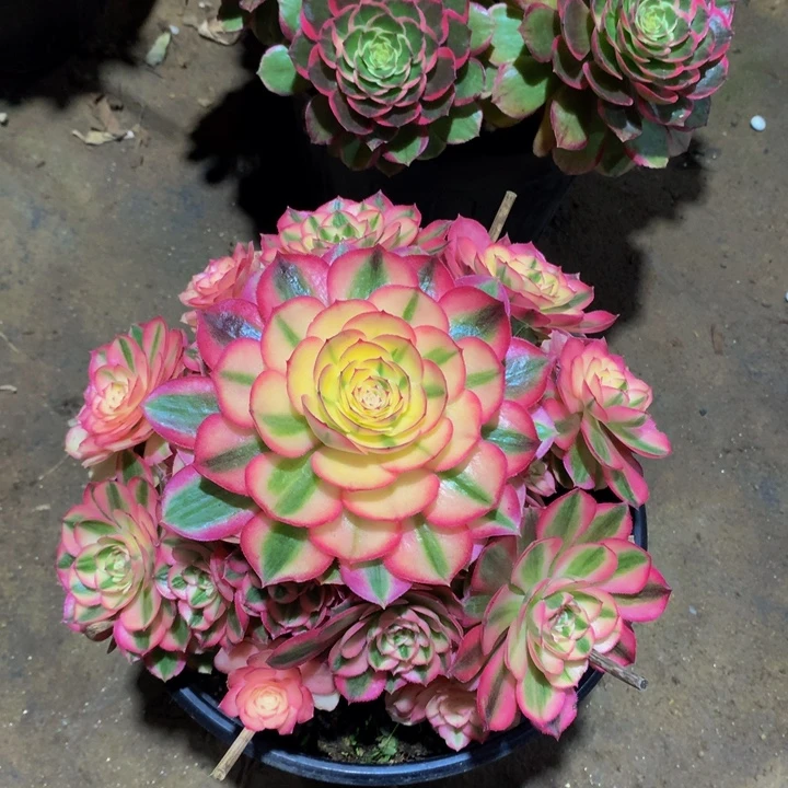 无花朵倾城 0000000000