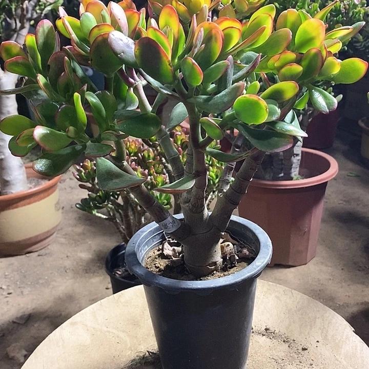 淡*21黄金花月一物一拍