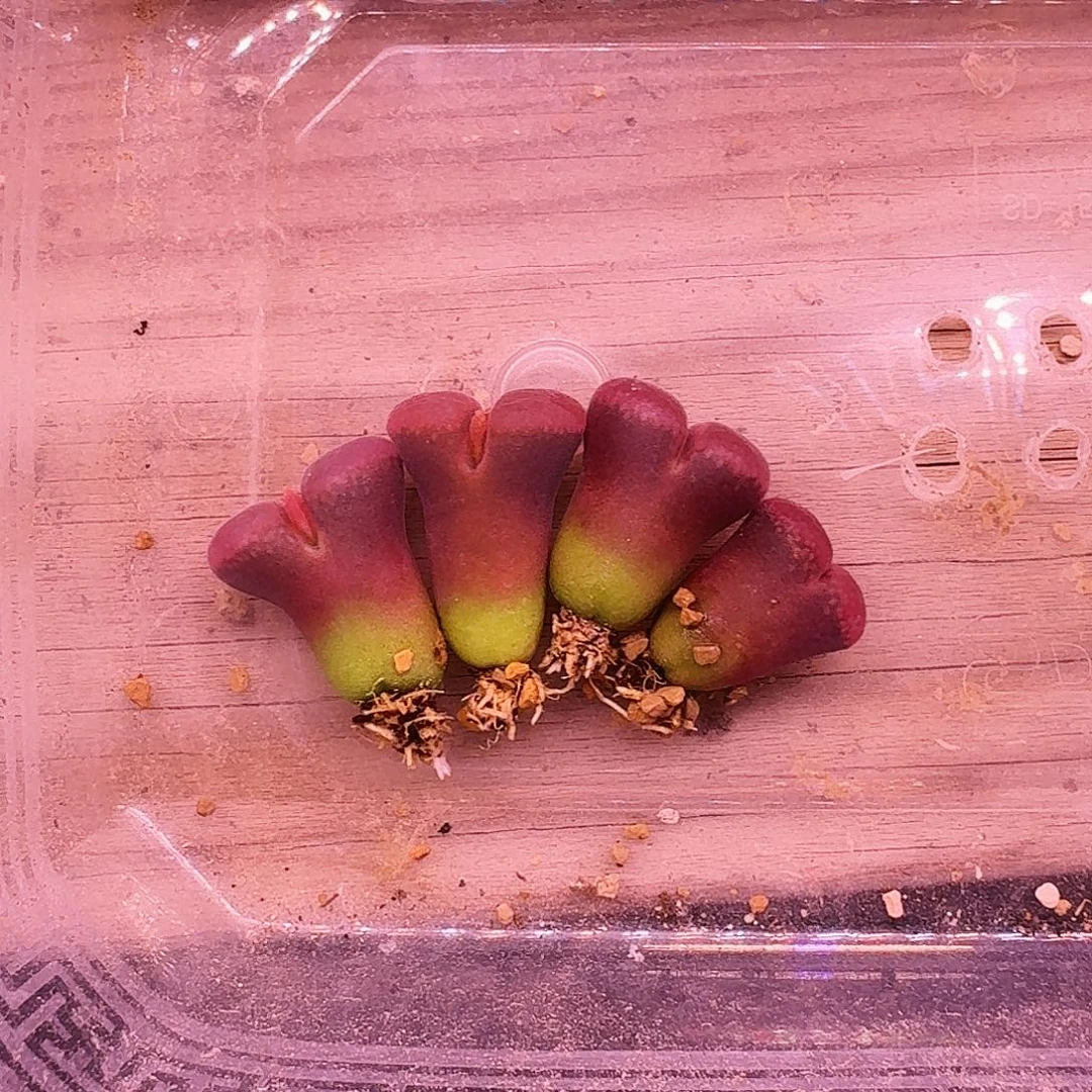 爱***雄多肉植物福利肉锥184