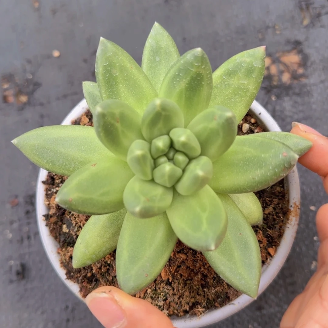 ****汉堡哥哥多肉植物