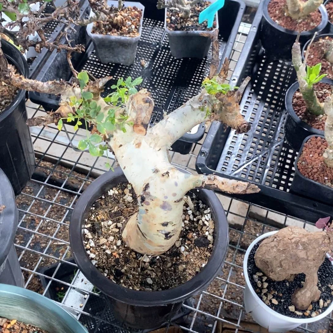 卡塔夫白皮橄榄多肉植物