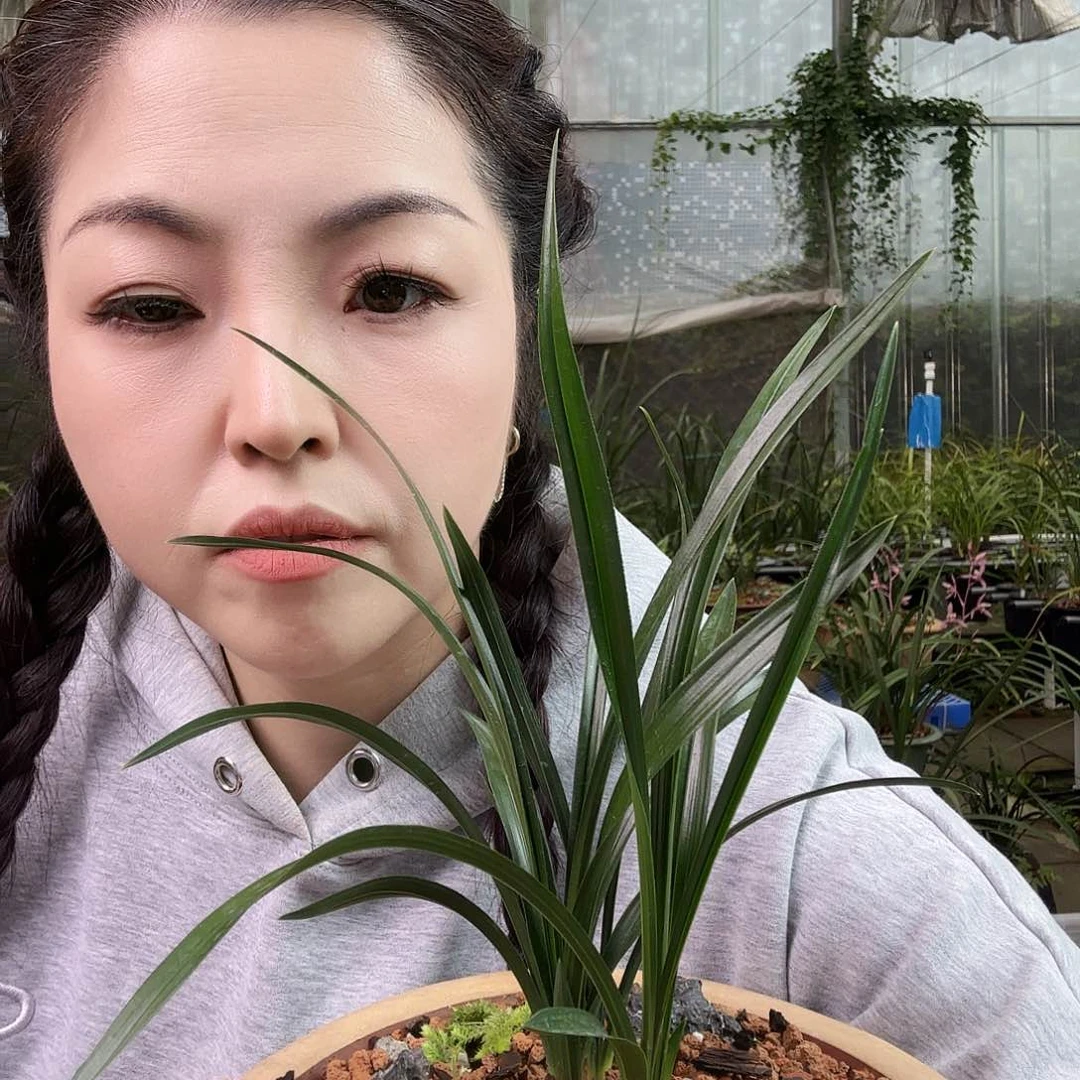 全部花苞一*绿云