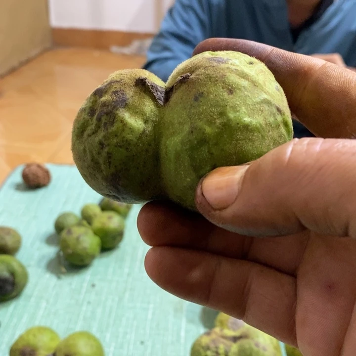 把件文玩核桃胖*