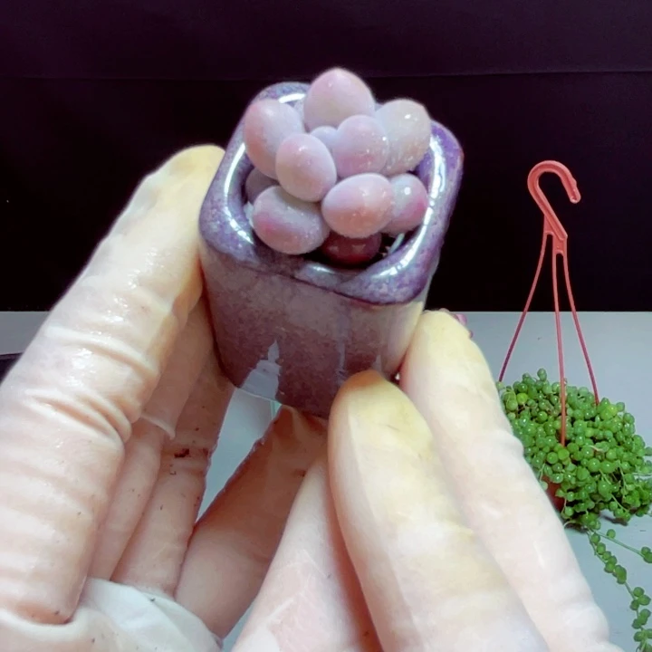 汤圆样品1盆带盆发货2