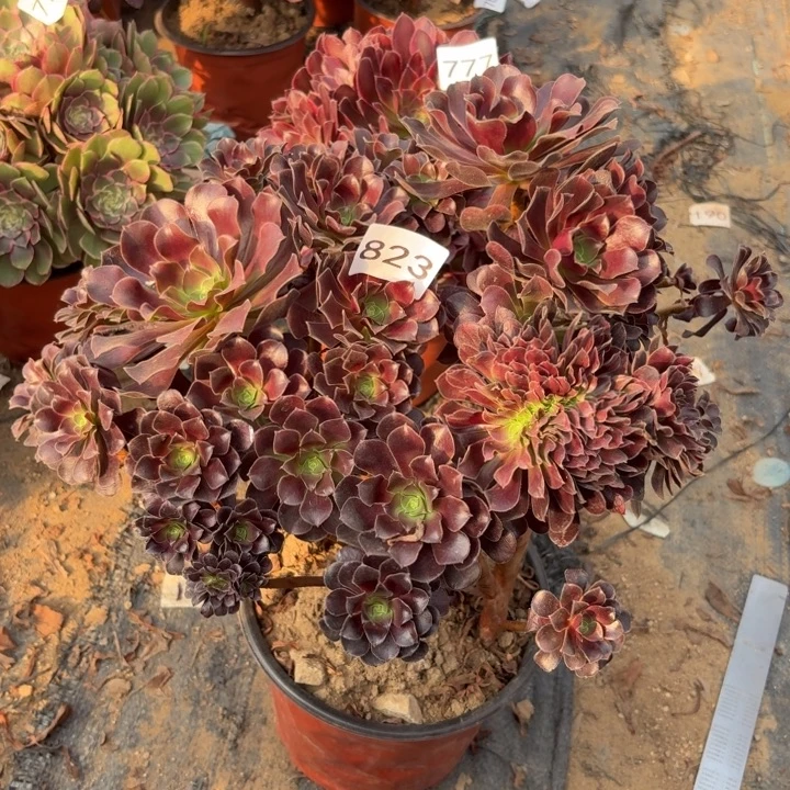 欧紫朵缀多肉植物不包损823