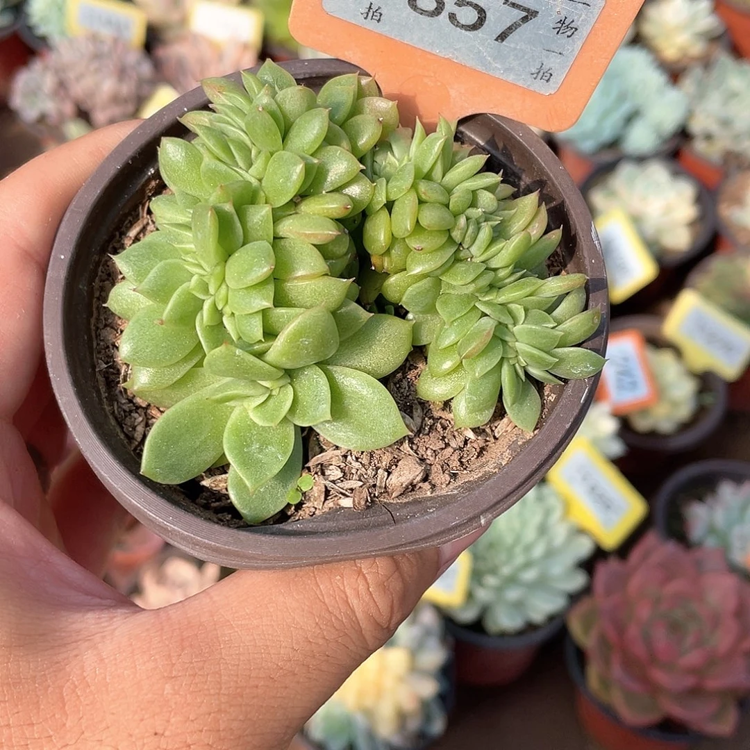 东云缀857号多肉植物