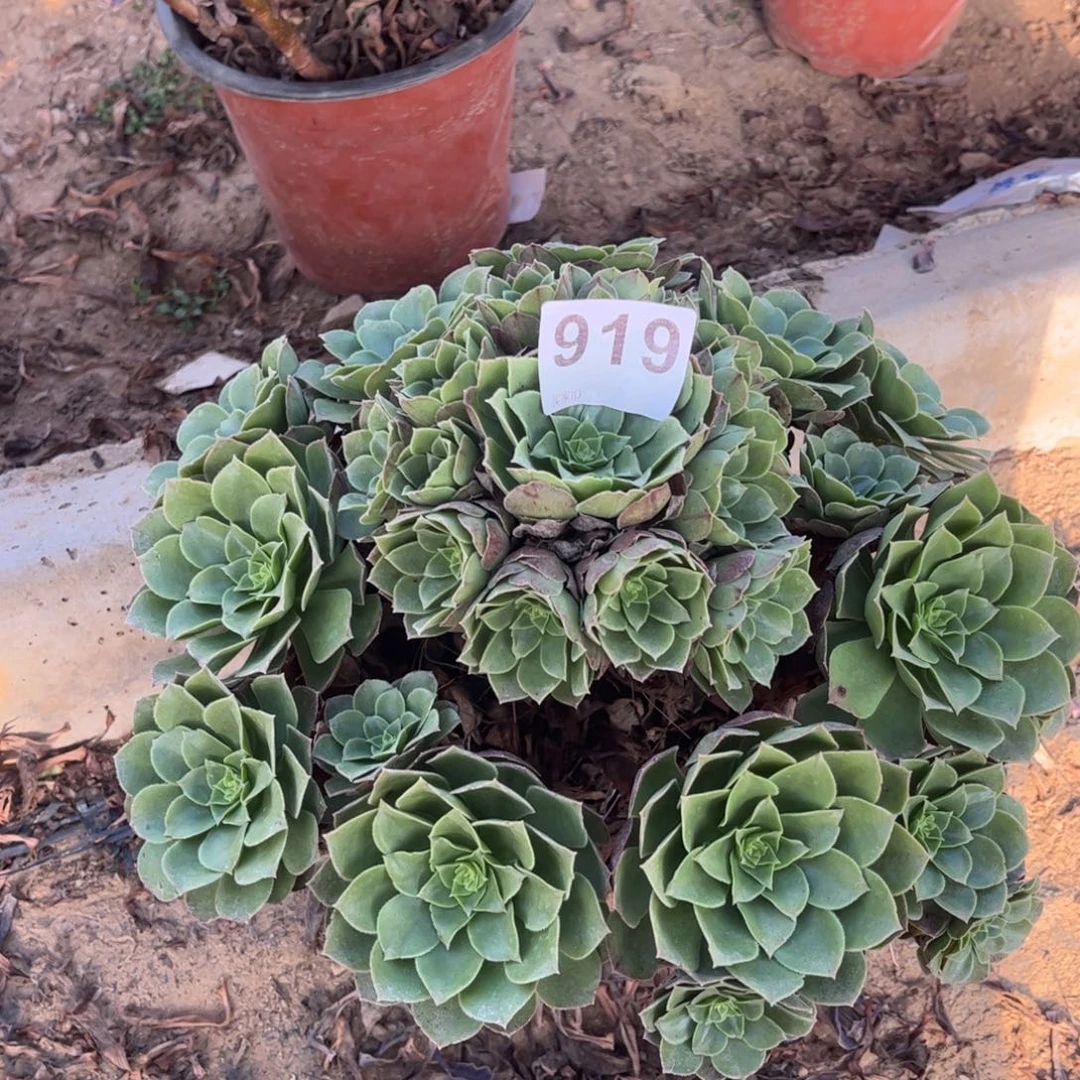 万圣夜919不包断枝