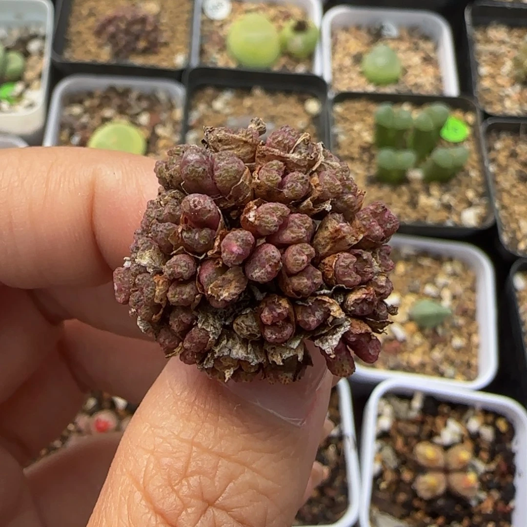 小飞一坨多肉植物