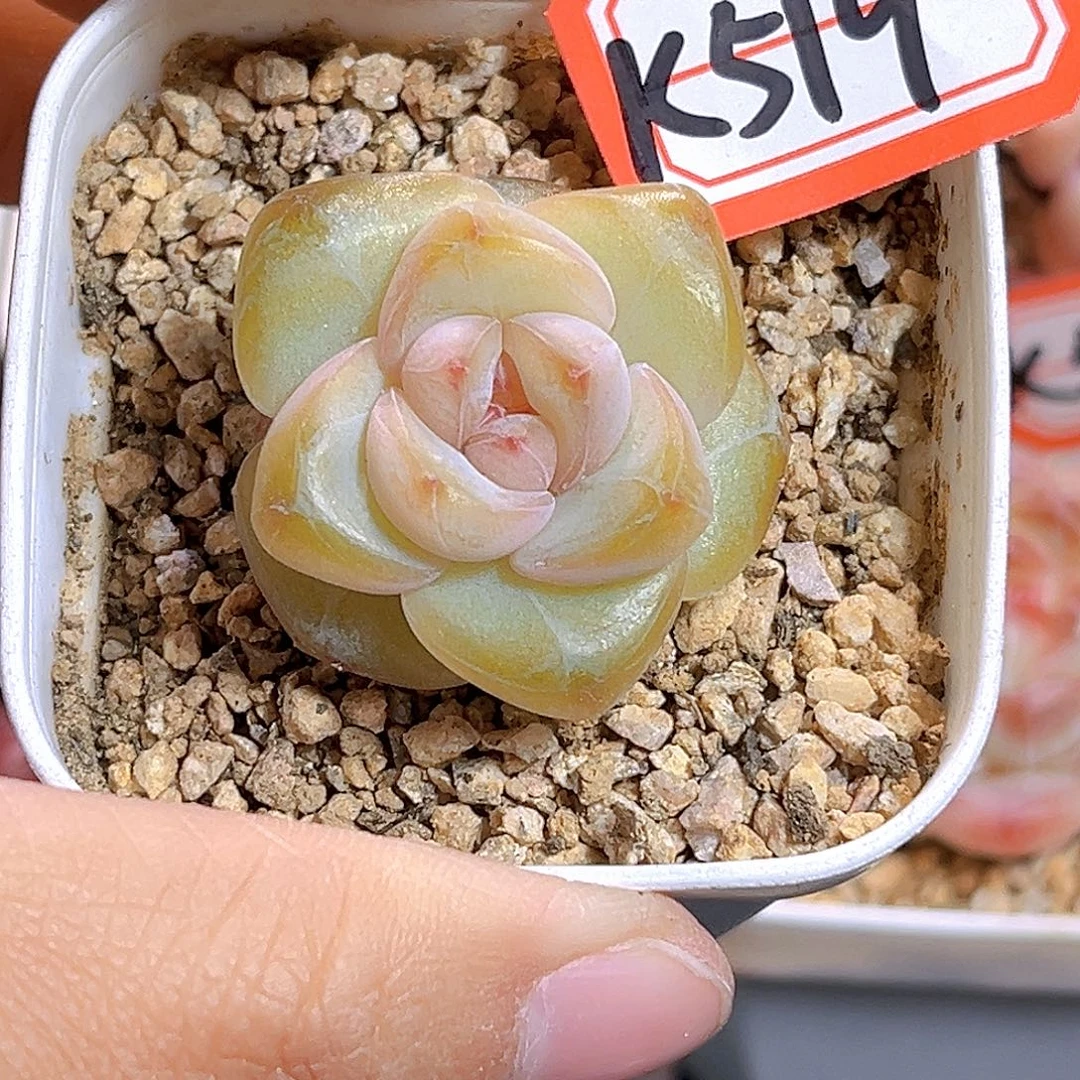 K519新品珍妮 满18包邮