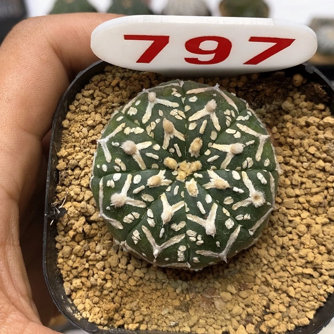 797福利特价来了哦耶