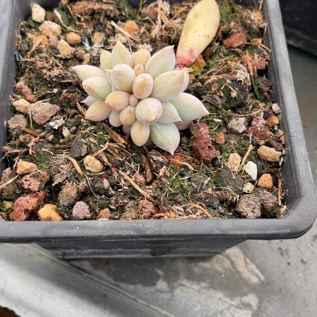 多肉植物多肉植物