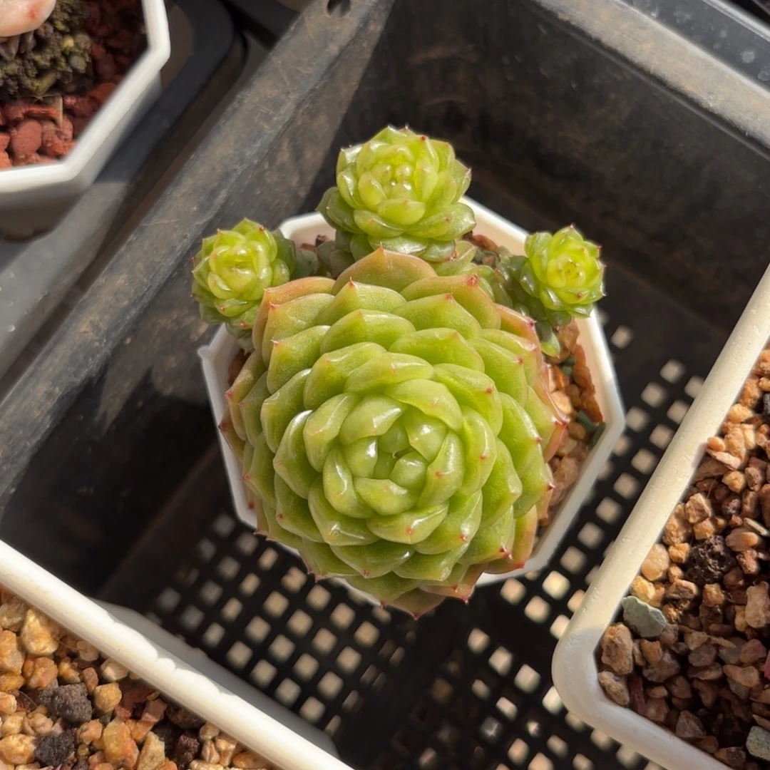 灯泡珍妮一物一拍